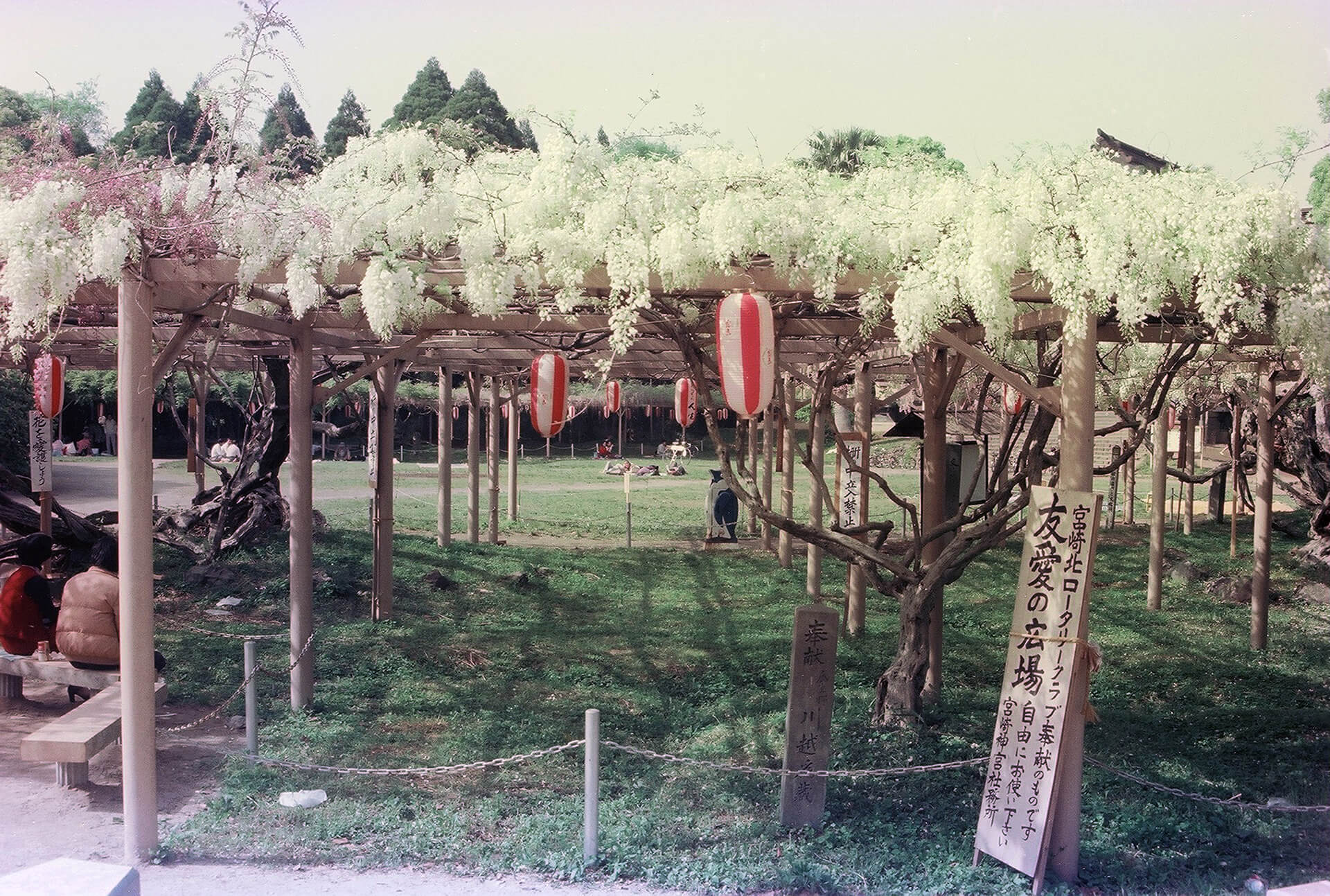 藤棚（宮崎神宮）