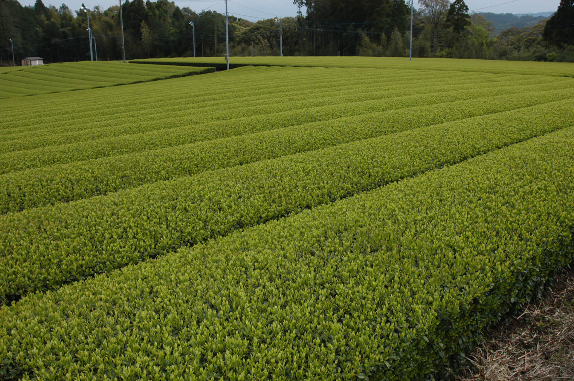 高岡（茶畑）