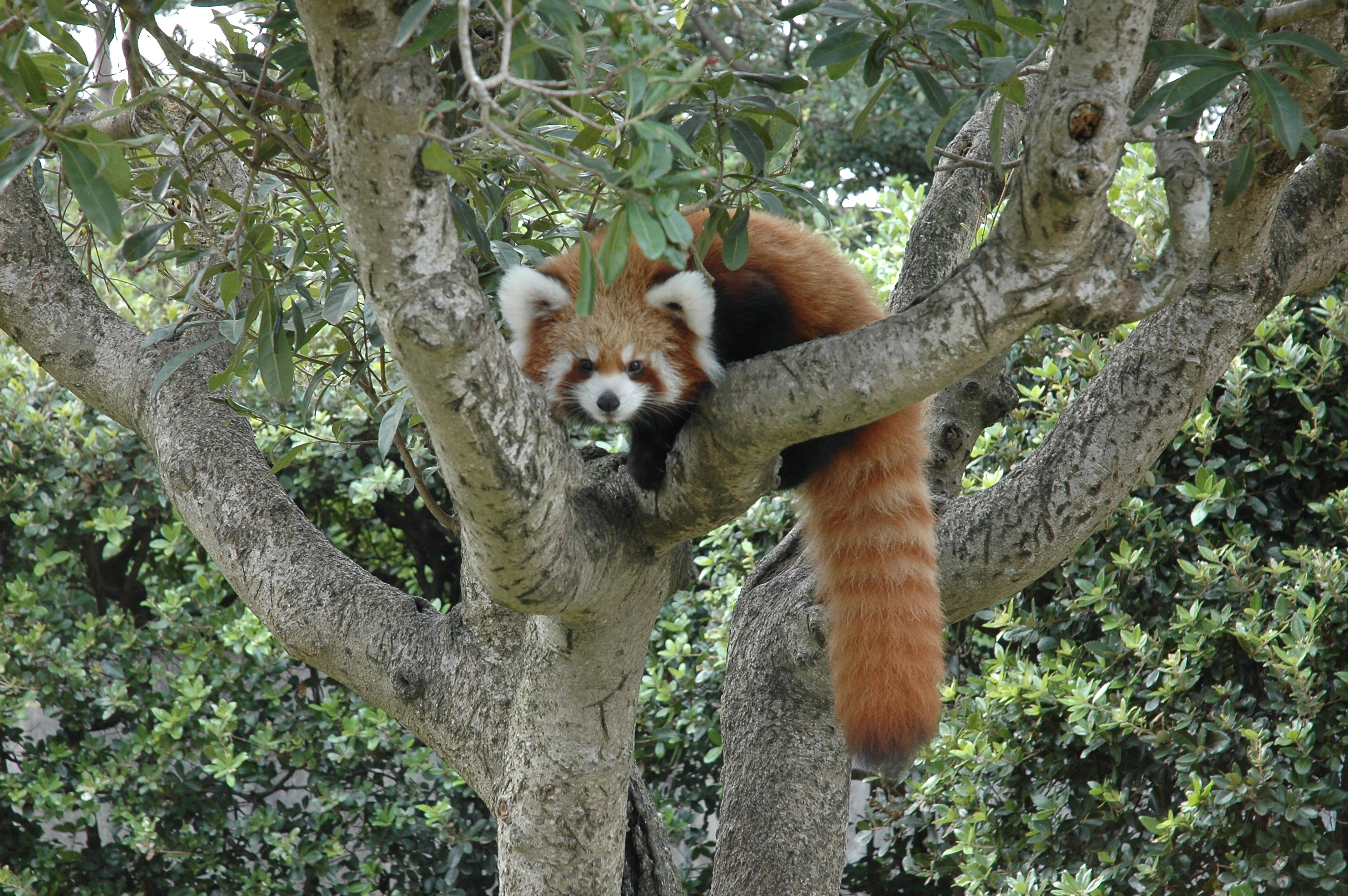 フェニックス自然動物園