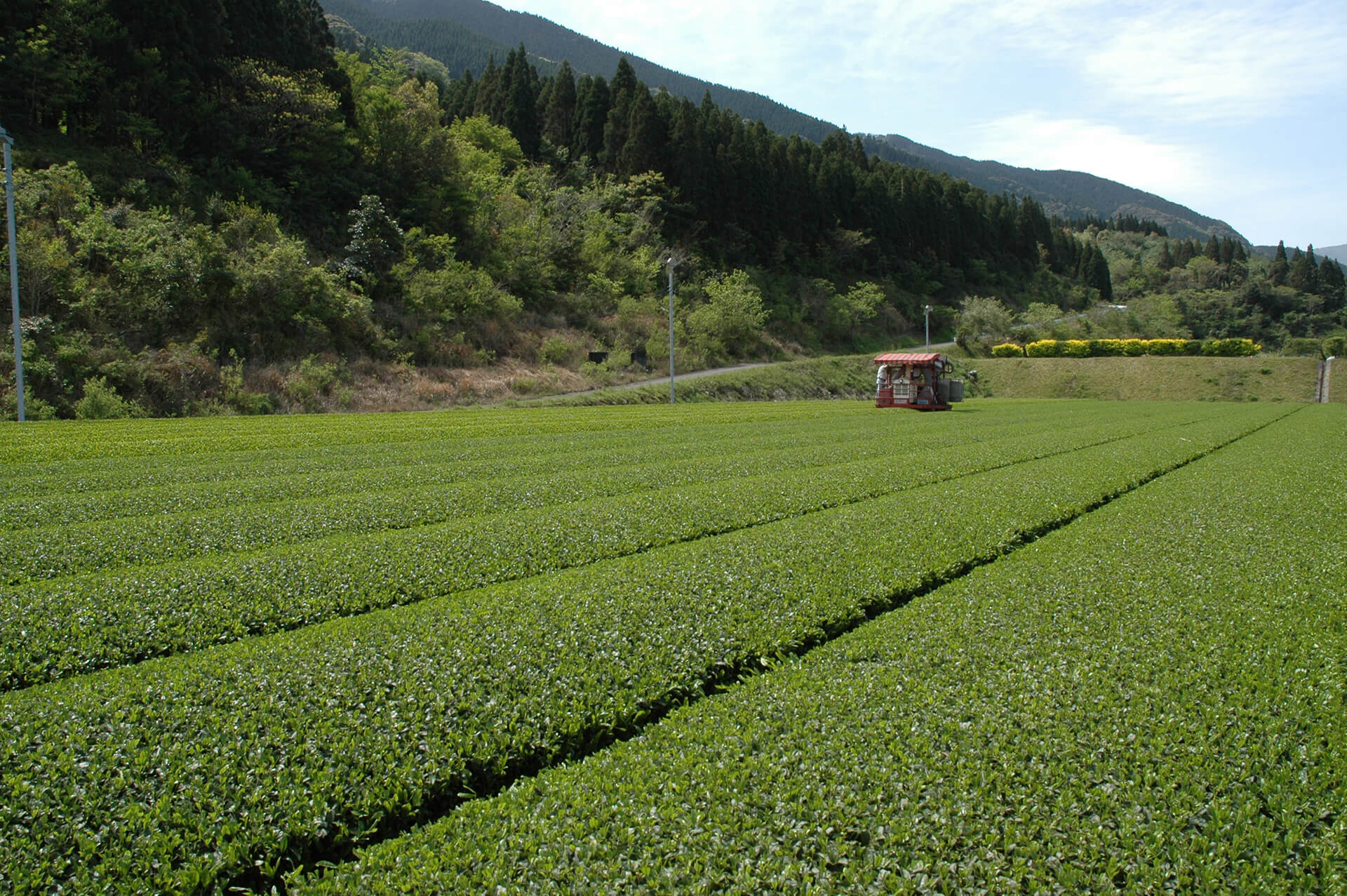 田野(茶畑)