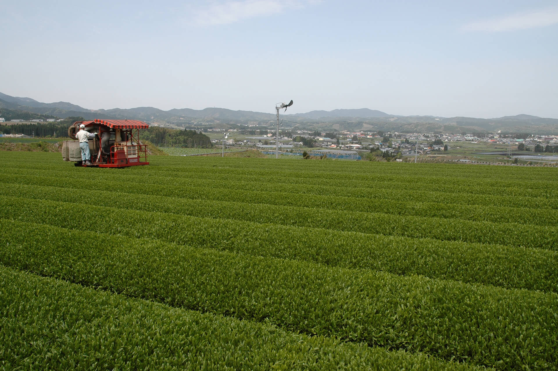 田野(茶畑)