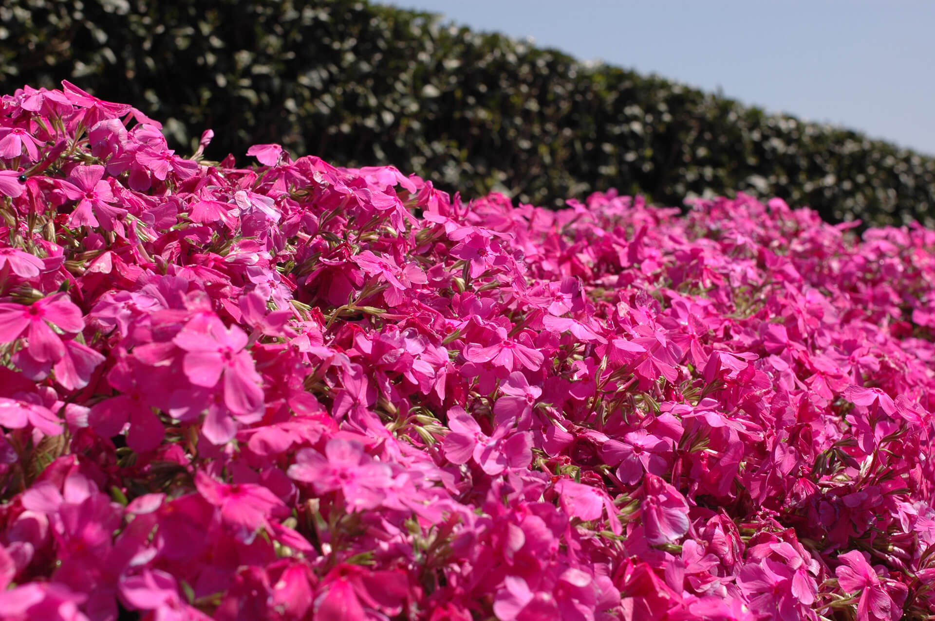 高岡（芝桜）