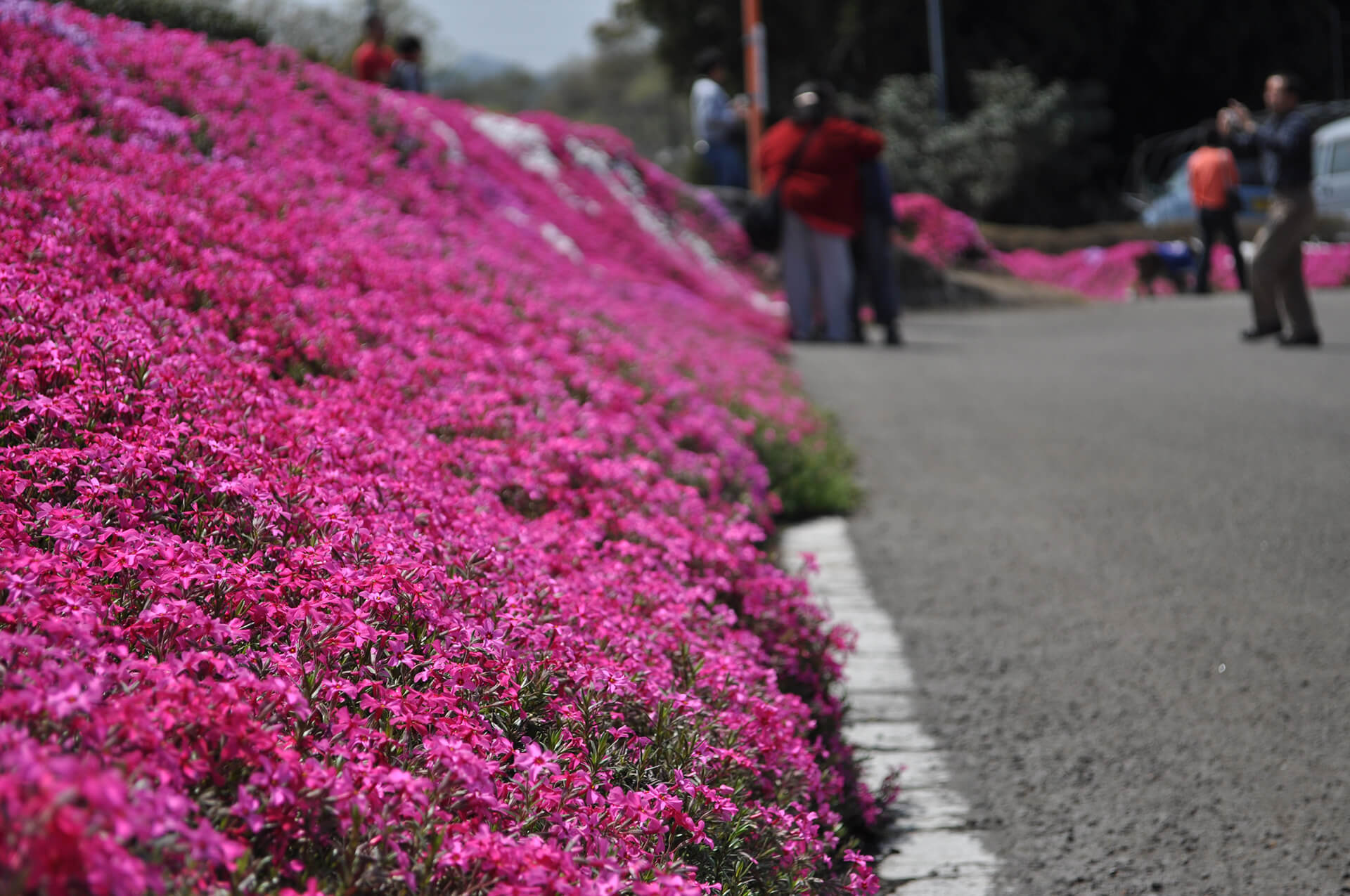 高岡芝桜