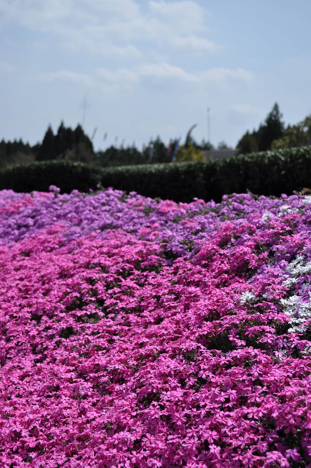 高岡芝桜