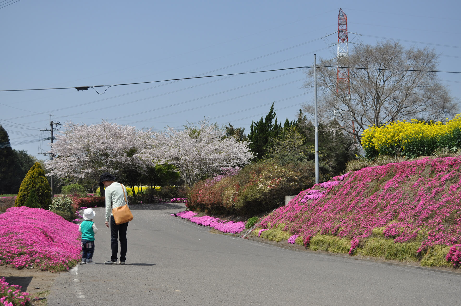 高岡芝桜