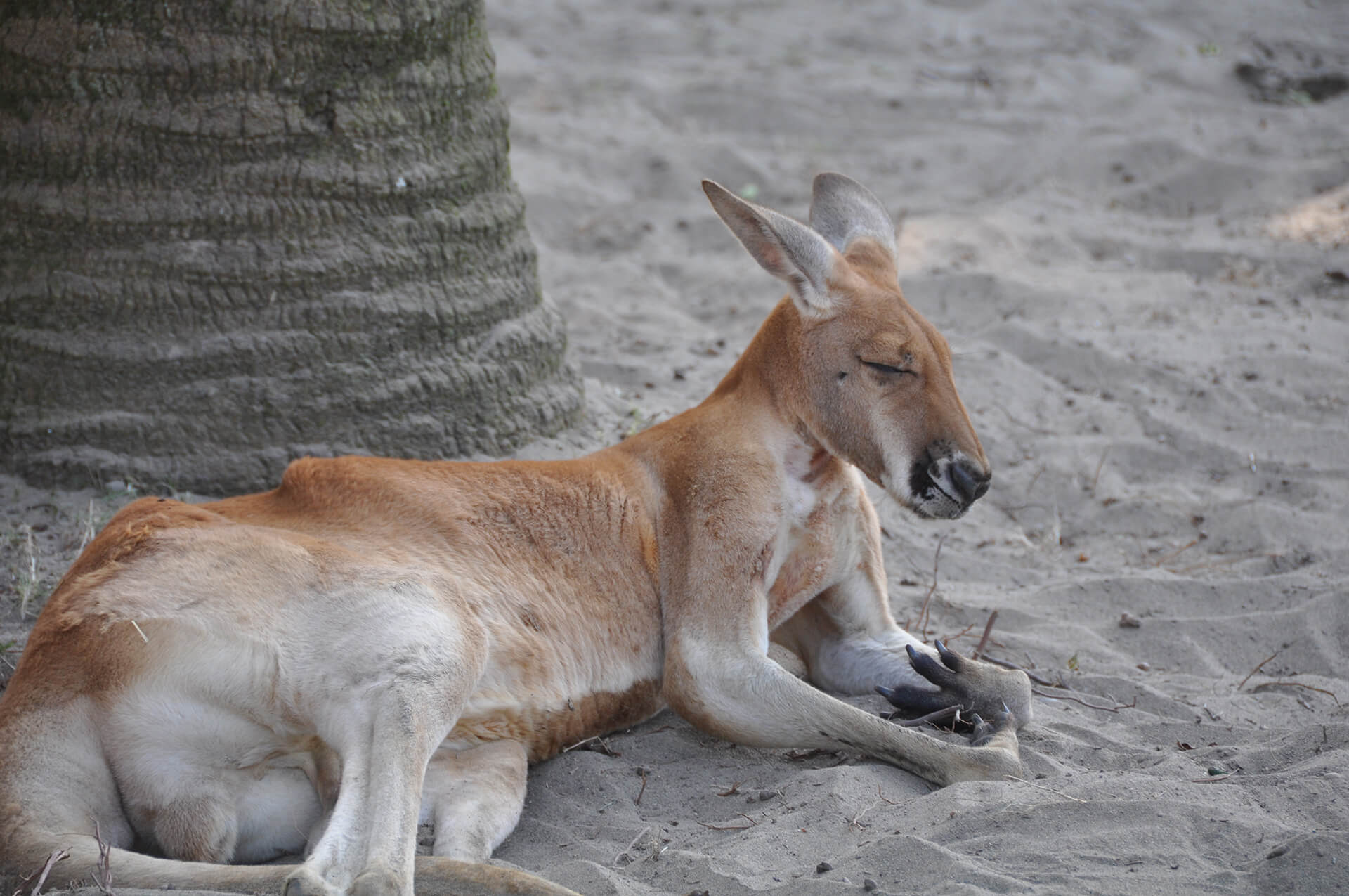 フェニックス自然動物園