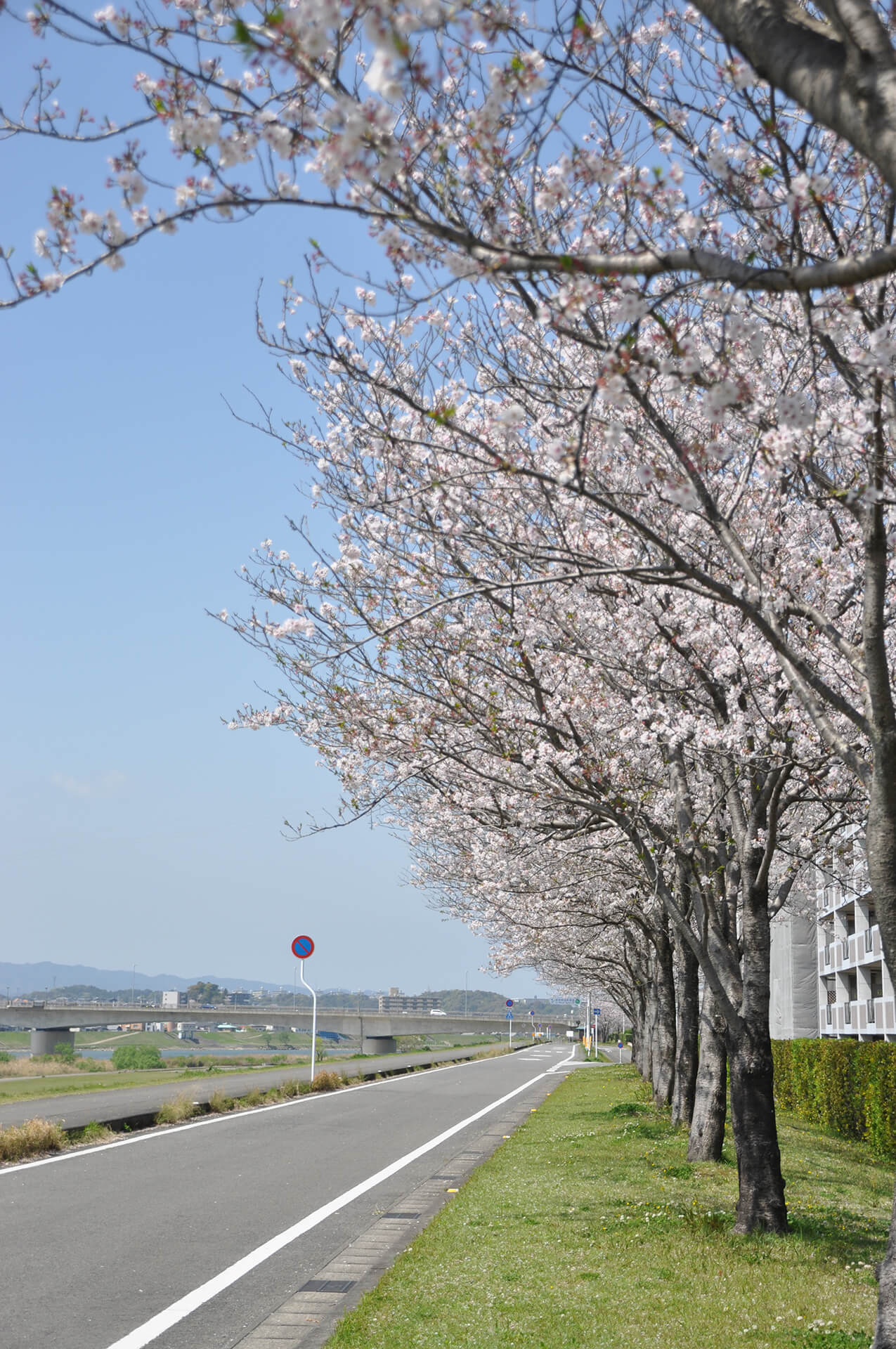 大淀川河川敷
