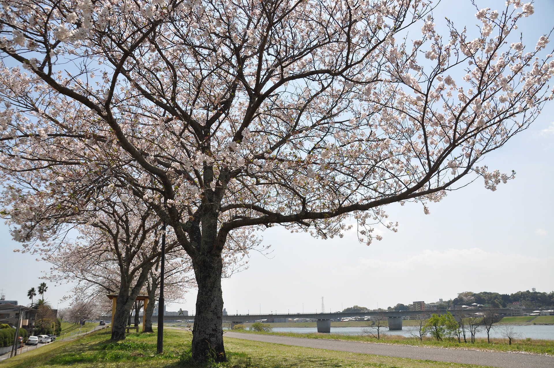 大淀川河川敷