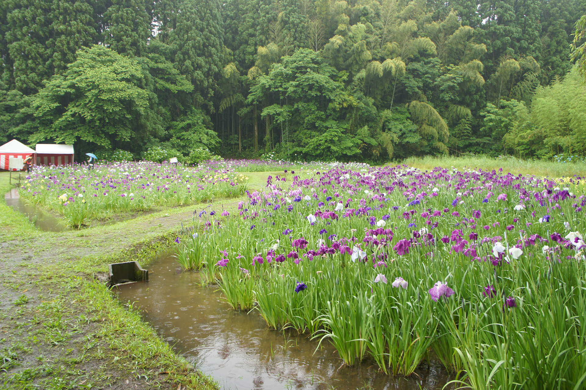 佐土原（花しょうぶ）