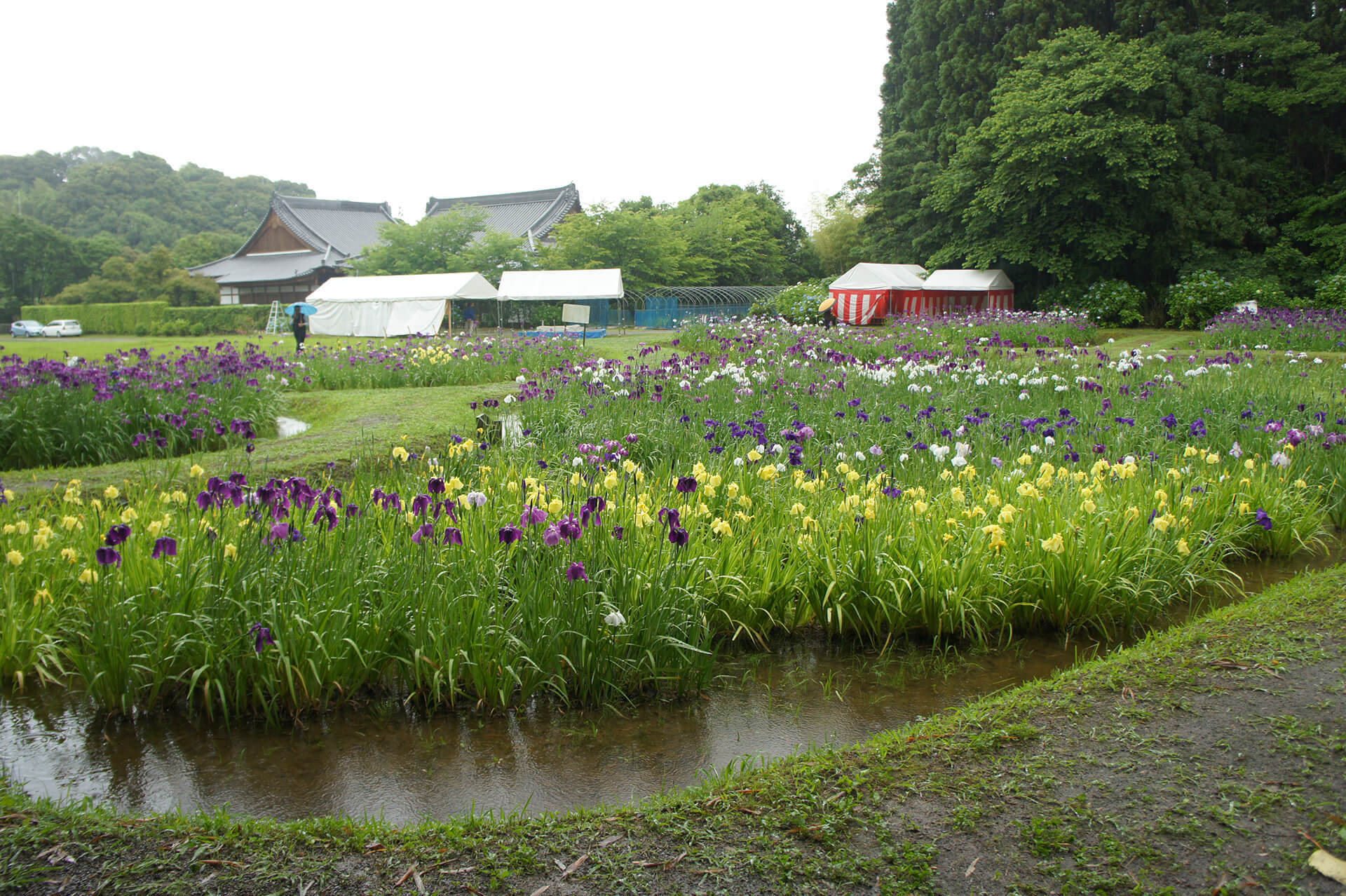 佐土原(花しょうぶ)