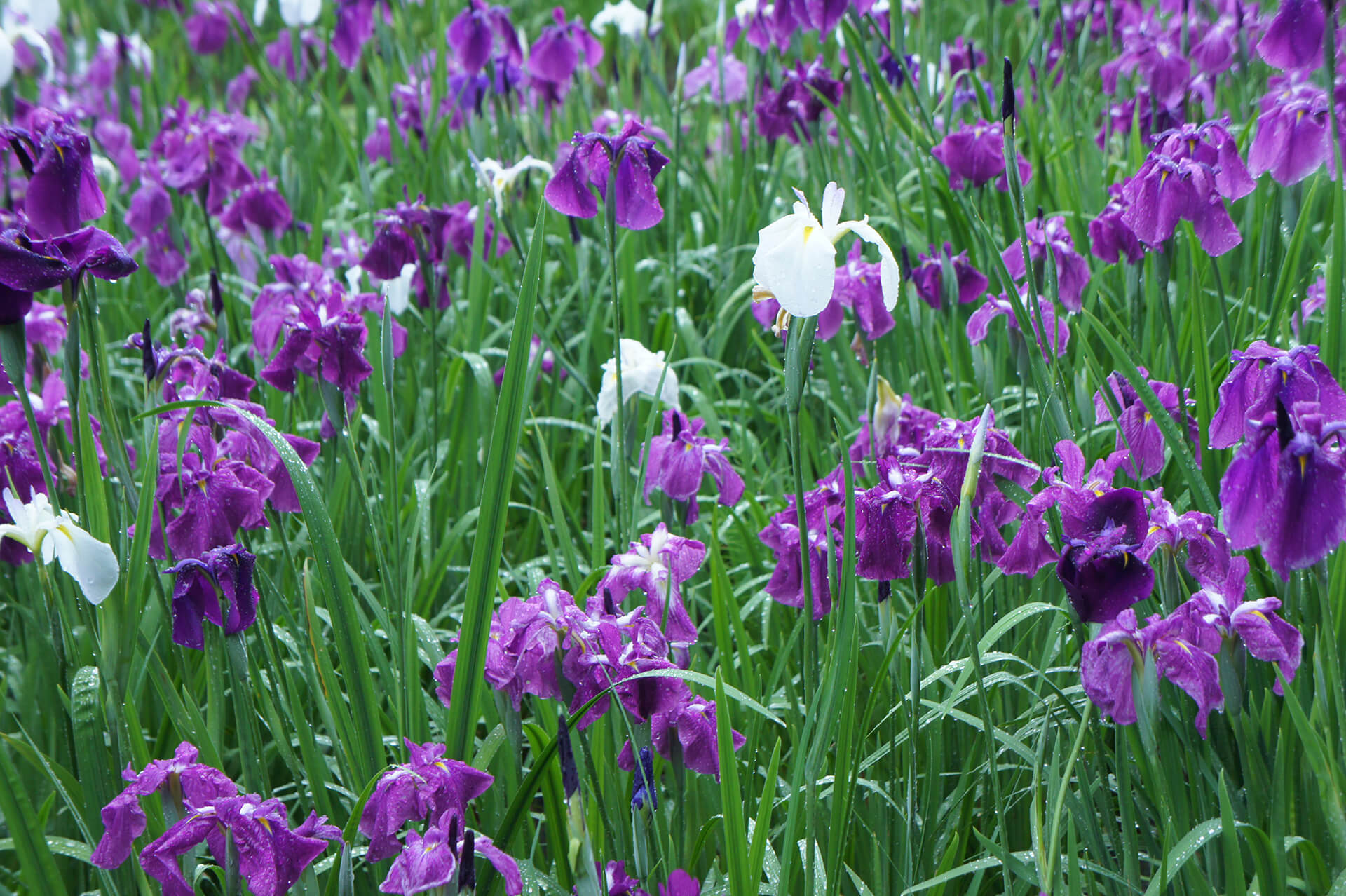 佐土原(花しょうぶ)