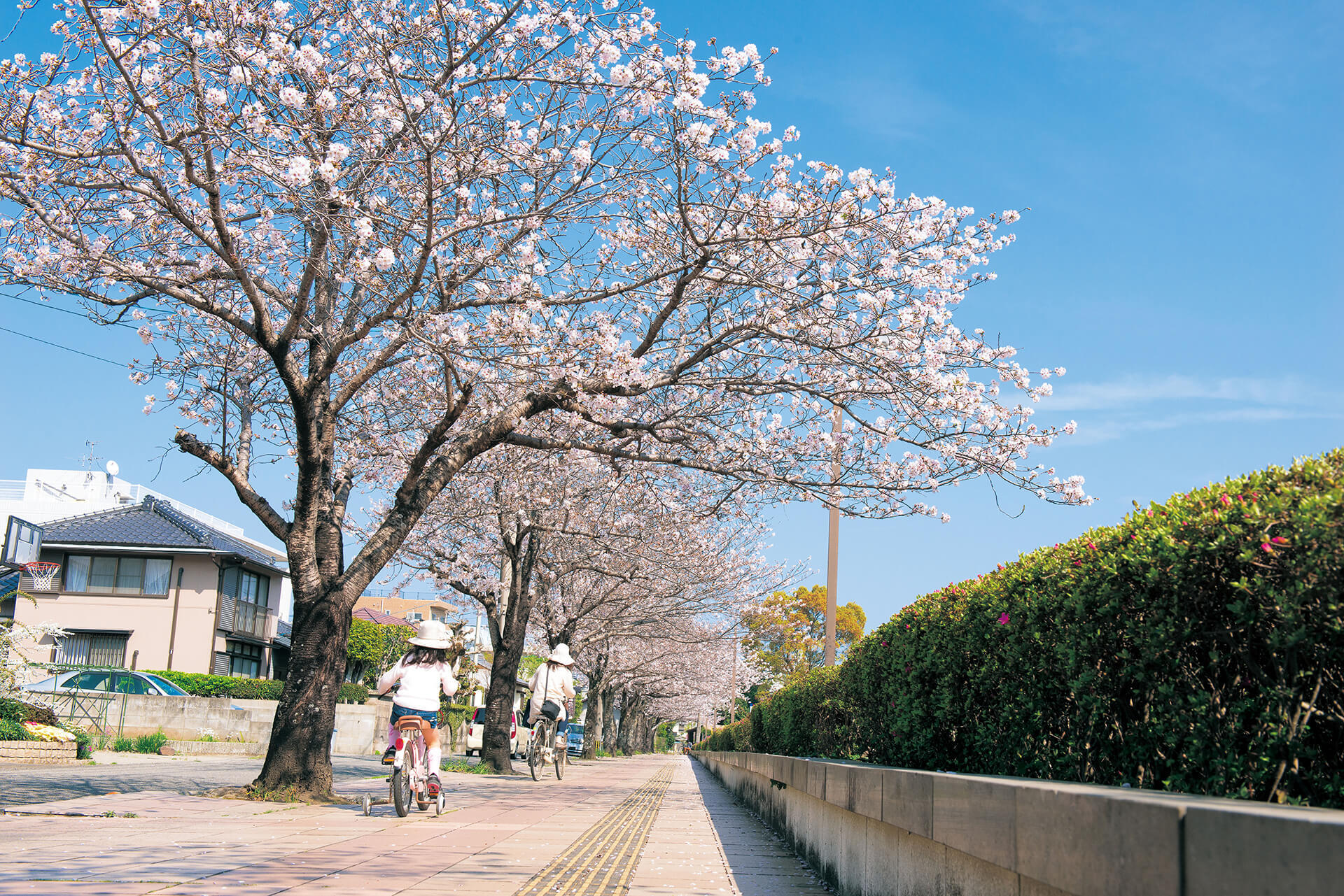 船塚の桜