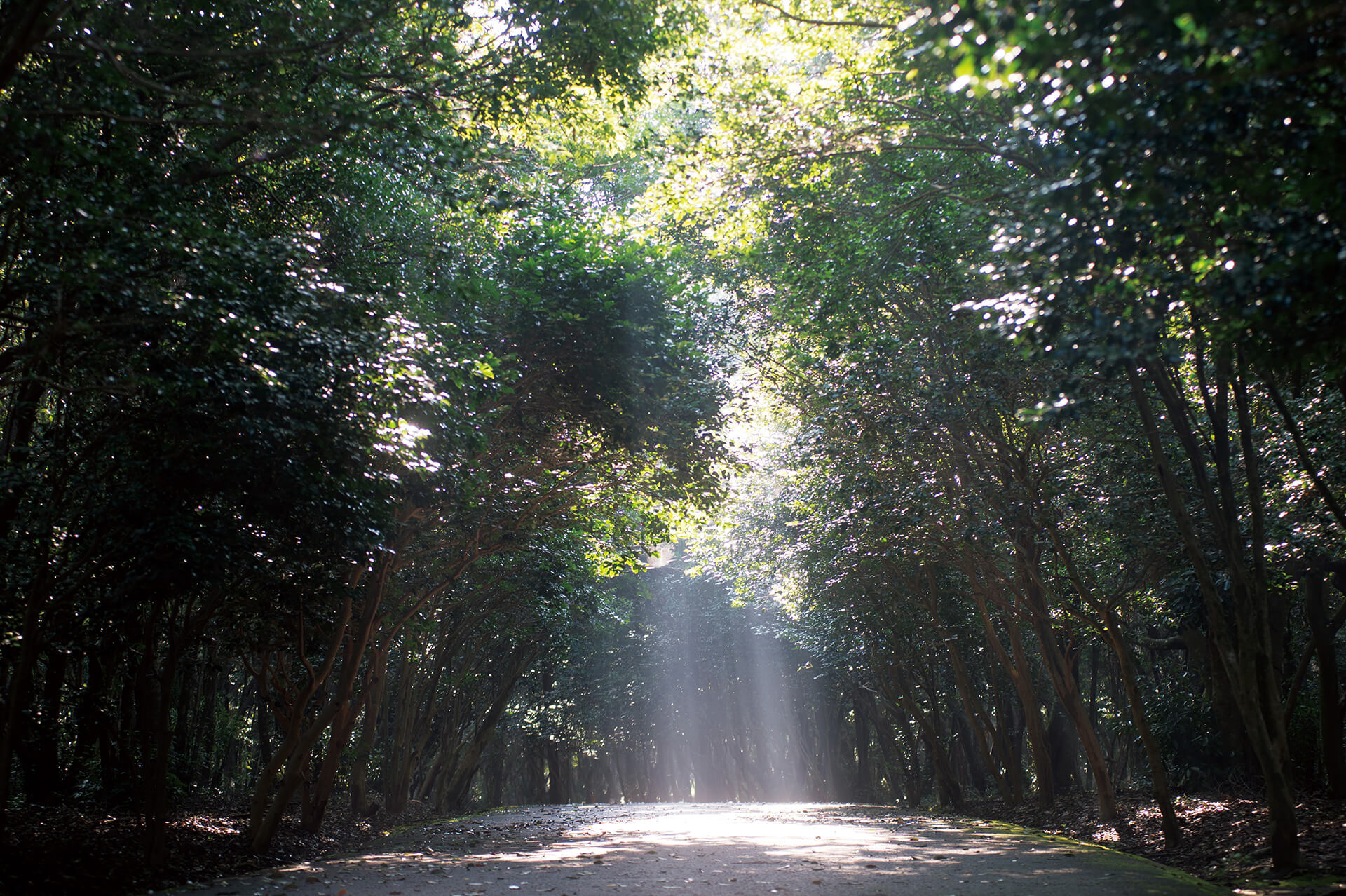 阿波岐原森林公園 市民の森