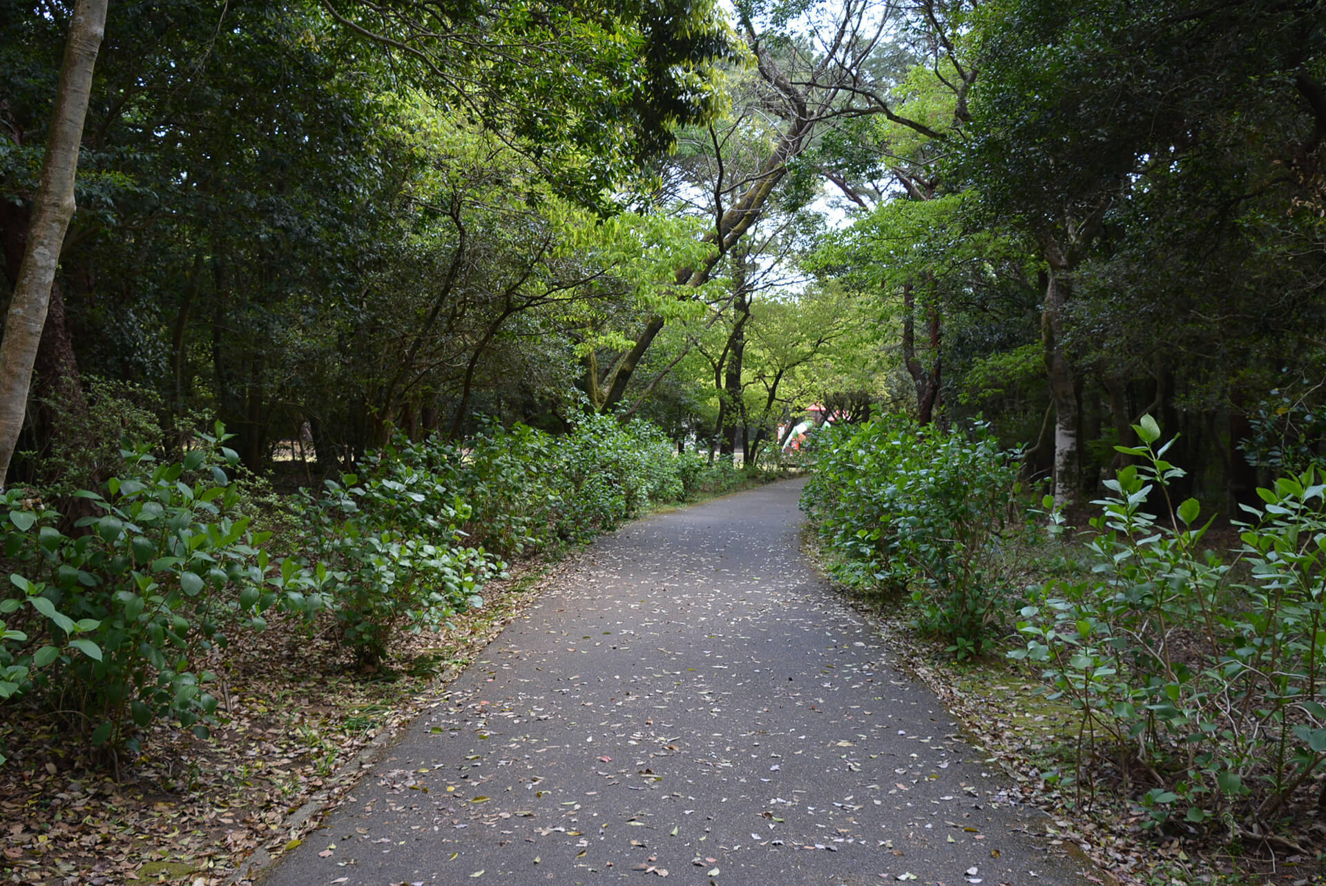 阿波岐原森林公園 市民の森