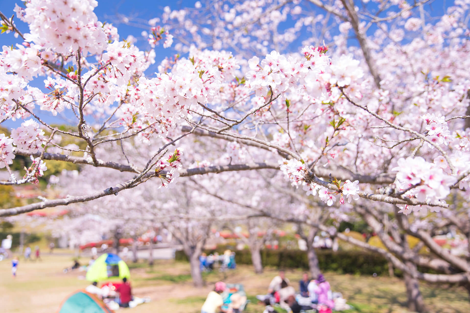 久峰総合公園（佐土原）