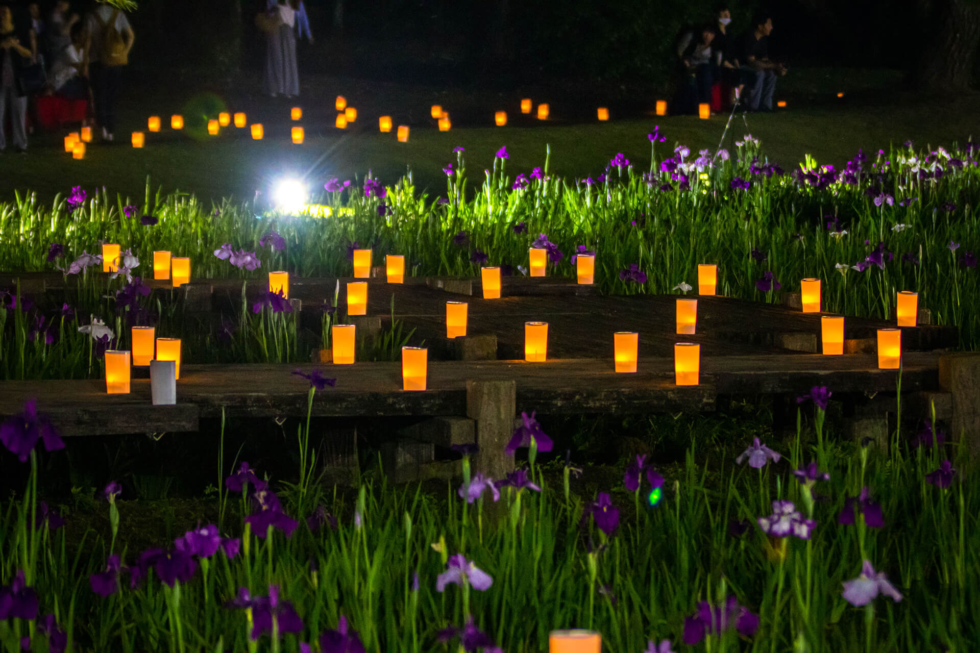 阿波岐原森林公園 市民の森（はなしょうぶまつり）