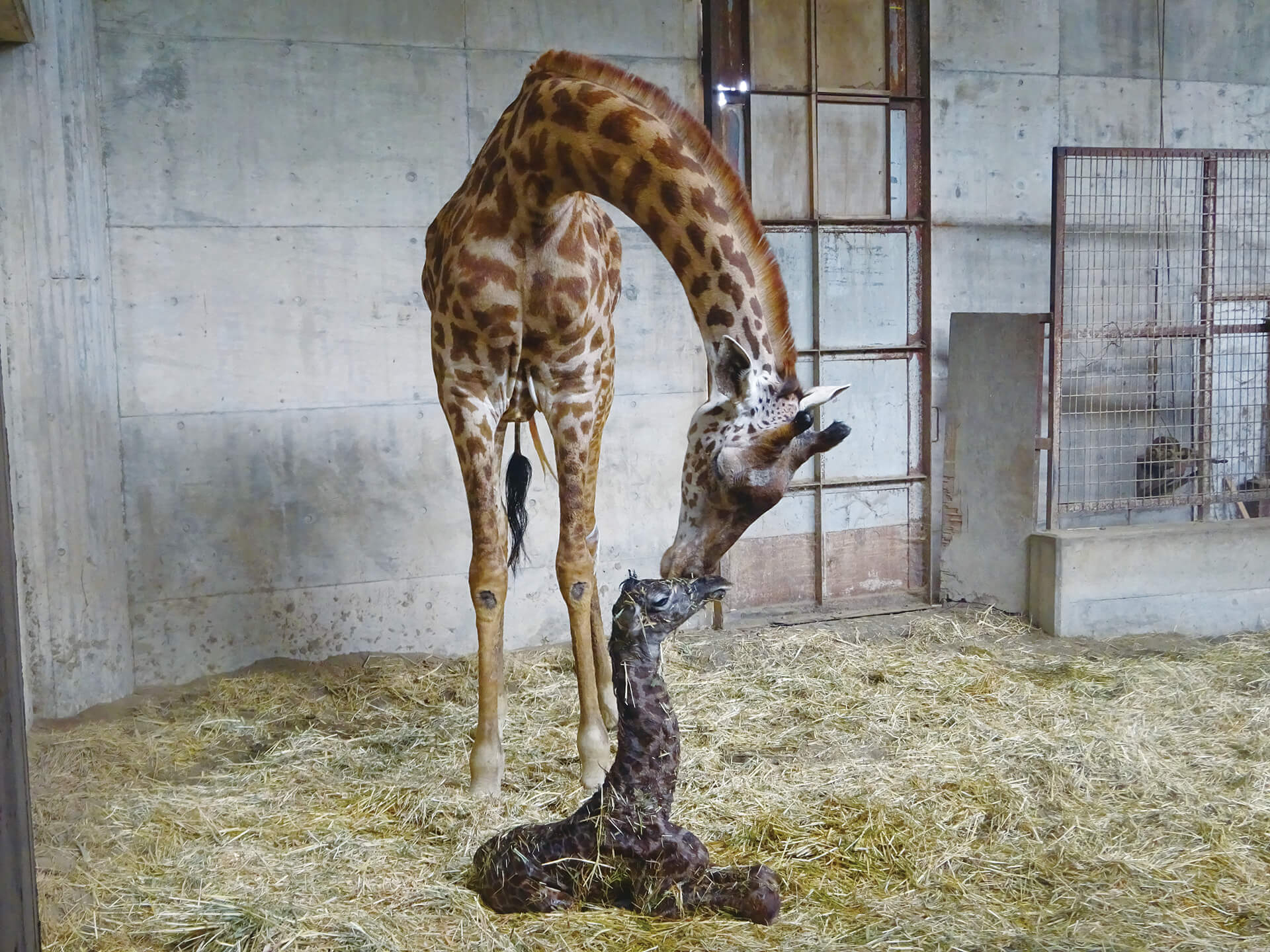 フェニックス自然動物園