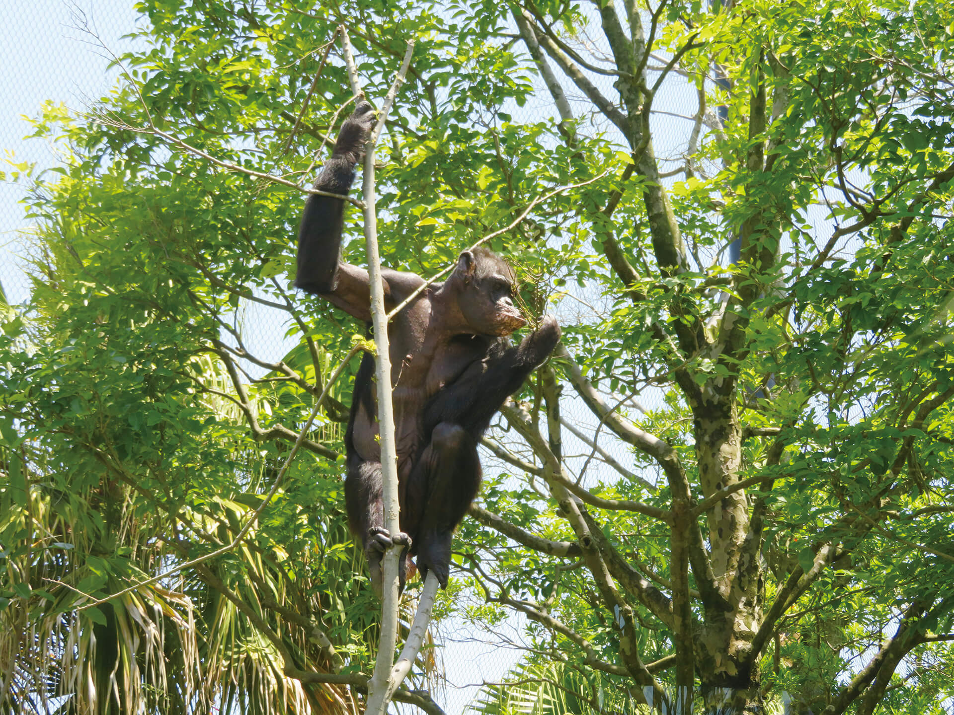 フェニックス自然動物園
