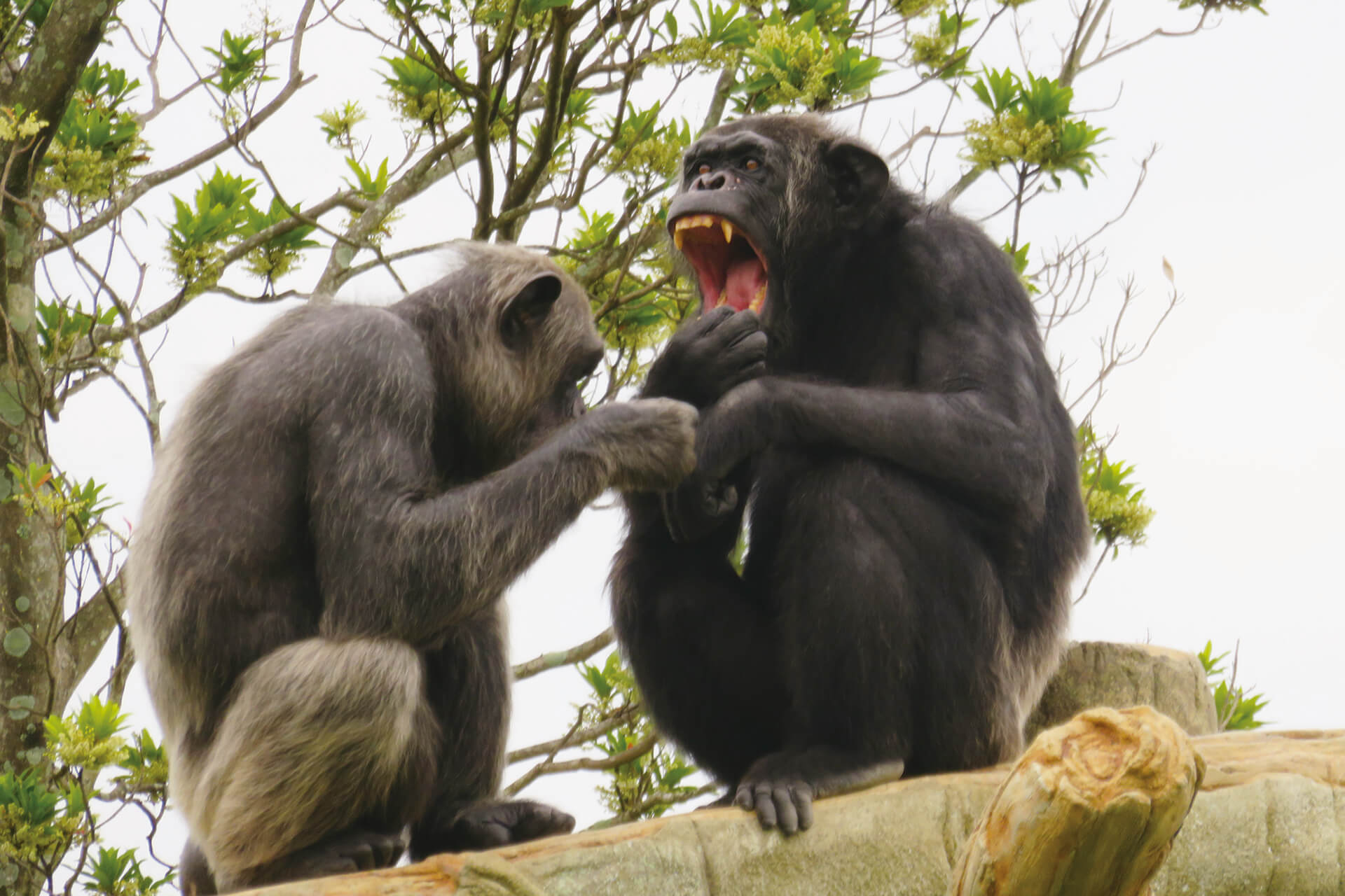 フェニックス自然動物園