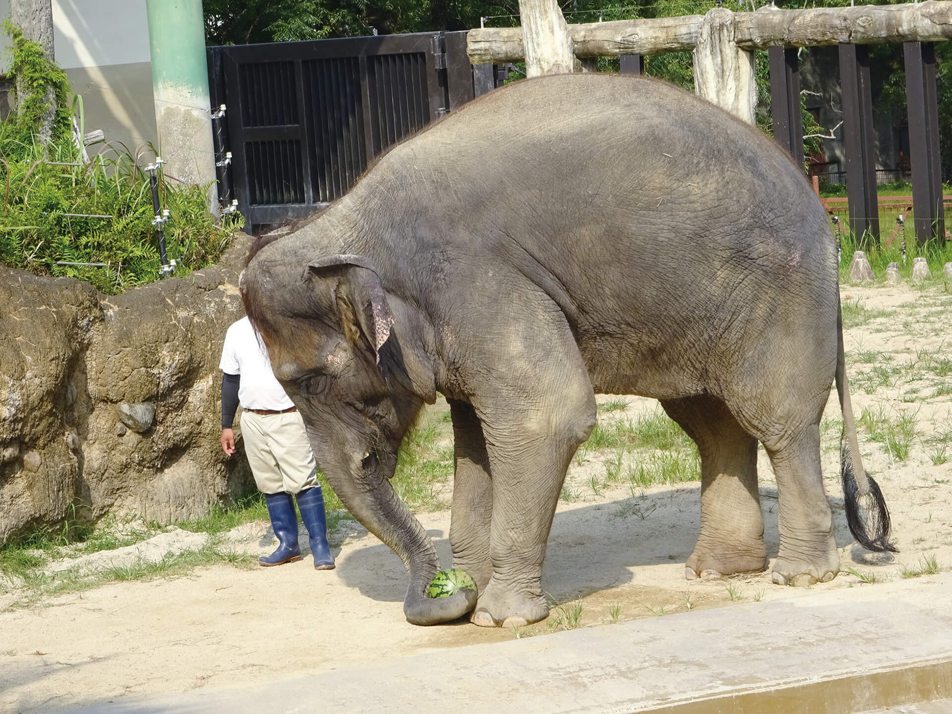 フェニックス自然動物園
