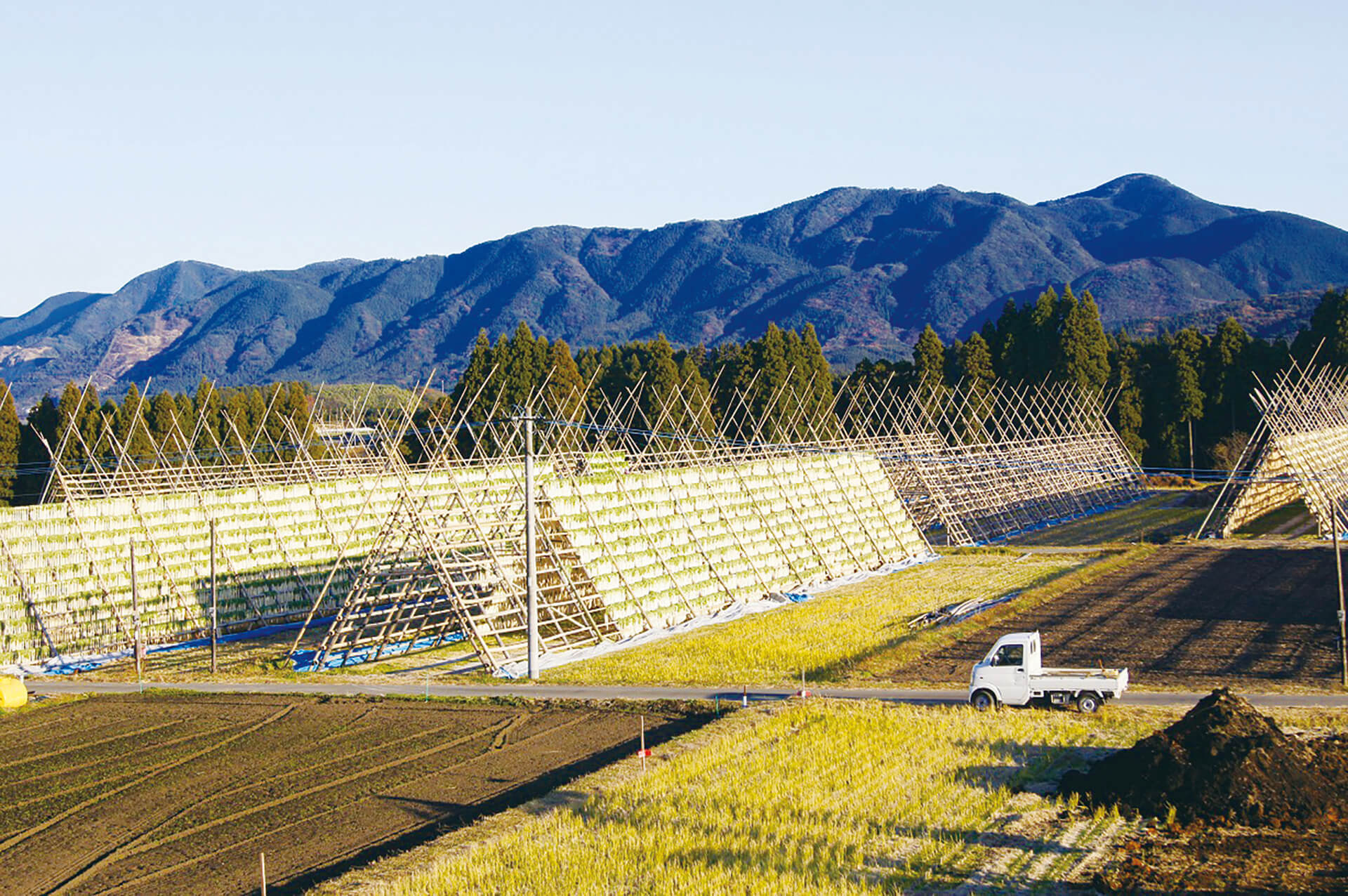 田野（大根やぐら）